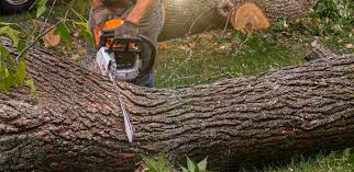 Best Tree Health Inspection  in Janesville, WI