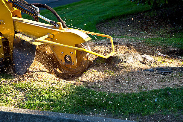 Professional Tree Care Services in Janesville, WI