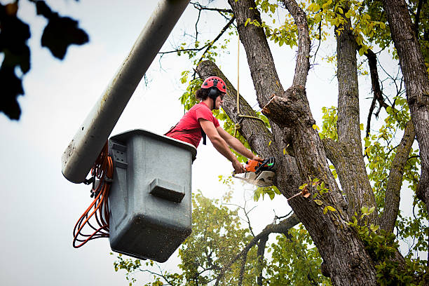 Best Storm Damage Tree Cleanup  in Janesville, WI